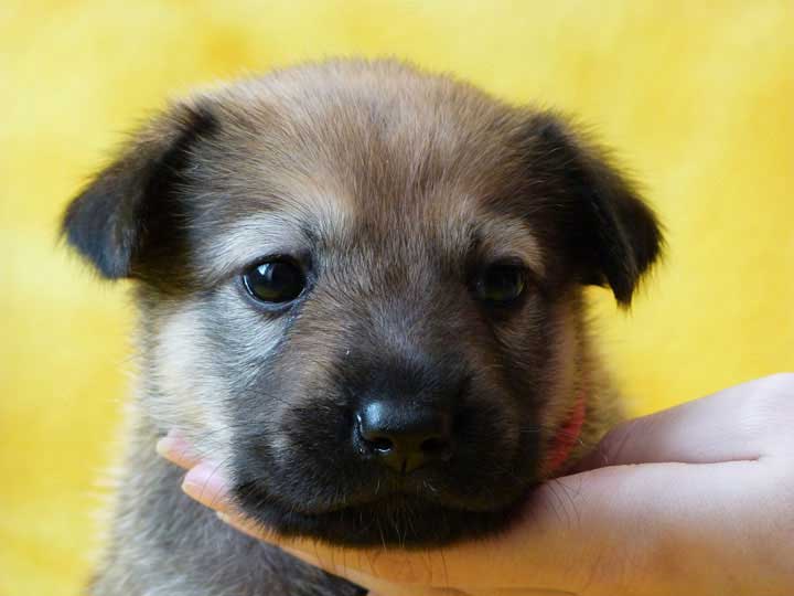 chinook puppy